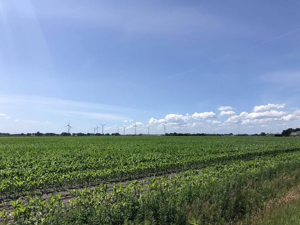Terrenos Agrícolas Cerca Rheezerveen Overijssel Países Bajos — Foto de Stock