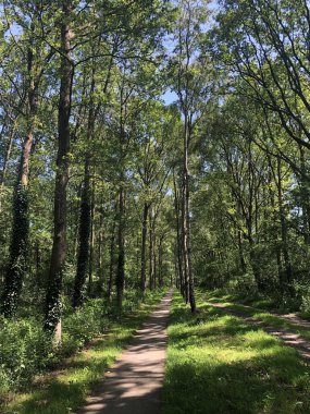 Hollanda, Overijssel 'deki Heemserveen çevresinde bisiklet yolu