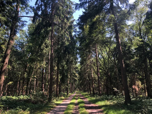 Cyklistická Stezka Lesem Kolem Heemserveen Overijssel Nizozemsko — Stock fotografie