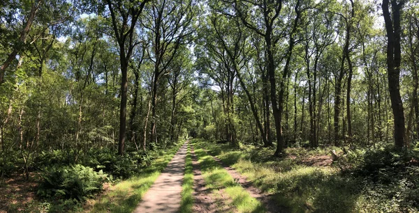 Велосипедная Дорожка Через Лес Вокруг Heemserveen Overijssel Нидерланды — стоковое фото