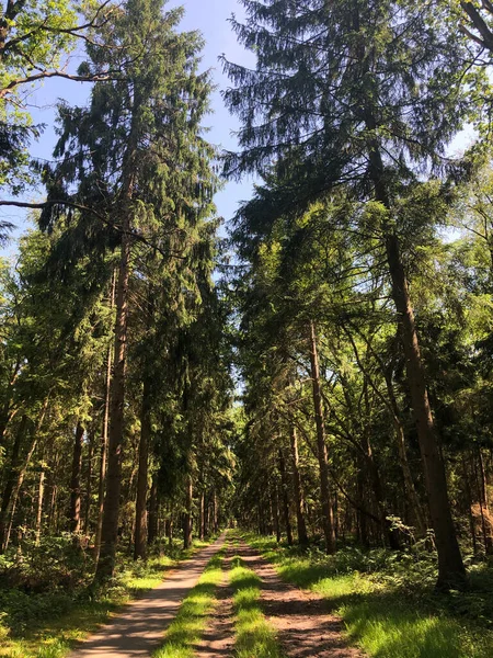 Велосипедная Дорожка Через Лес Вокруг Heemserveen Overijssel Нидерланды — стоковое фото