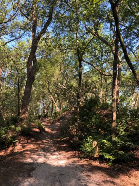 Beerze, Overijssel ve Hollanda çevresindeki ormandan geçen yol.