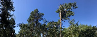 Beerze, Overijssel çevresindeki orman Hollanda