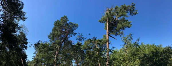 Beerze, Overijssel çevresindeki orman Hollanda