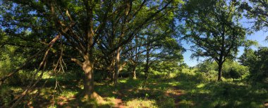 Overijssel 'deki Beerze çevresindeki ormandan Panorama Hollanda