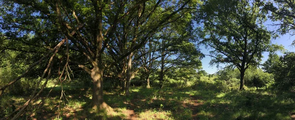 Overijssel 'deki Beerze çevresindeki ormandan Panorama Hollanda