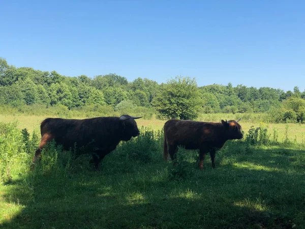 Beerze, Overijssel çevresindeki İskoçya sığırları Hollanda
