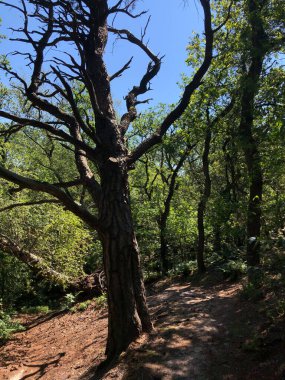 Birze, Overijssel ve Hollanda çevresindeki ormandan geçen patika.