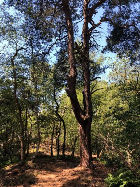 Birze, Overijssel ve Hollanda çevresindeki ormandan geçen patika.