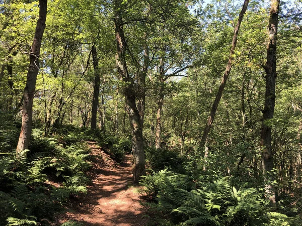 Trilha Através Floresta Torno Beerze Overijssel Países Baixos — Fotografia de Stock