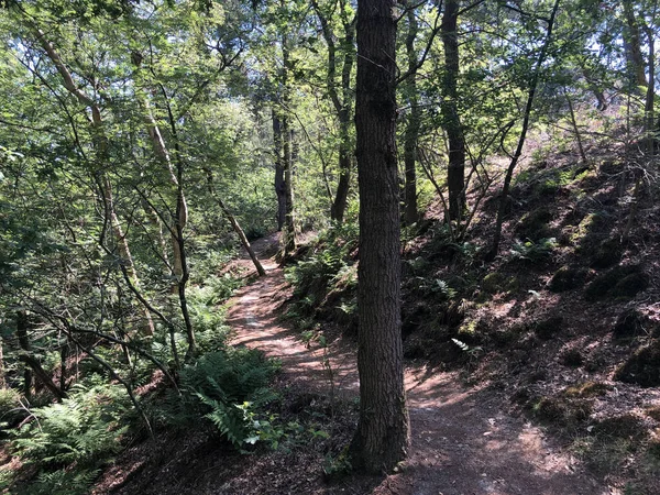 Trilha Através Floresta Torno Beerze Overijssel Países Baixos — Fotografia de Stock