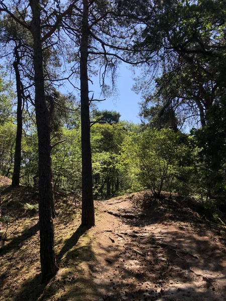 Trilha Através Floresta Torno Beerze Overijssel Países Baixos — Fotografia de Stock