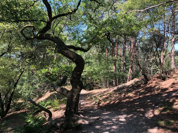 Trilha Através Floresta Torno Beerze Overijssel Países Baixos — Fotografia de Stock