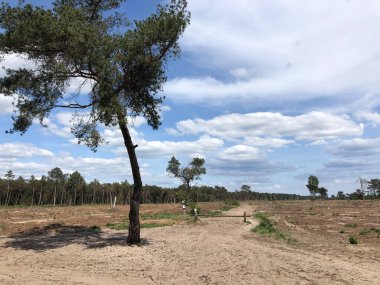 Overijssel 'de Beerze' nin etrafındaki kum yolu Hollanda