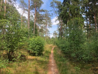 Overijssel 'deki Ommen çevresindeki MTB rotası ve ormanı Hollanda