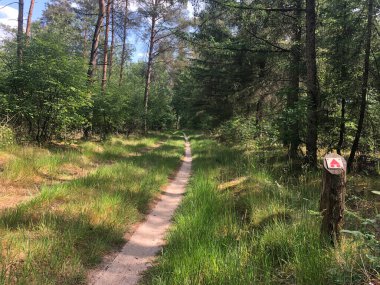 Overijssel 'deki Ommen çevresindeki MTB yol işareti ve orman Hollanda