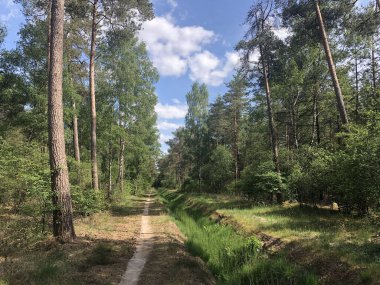 Overijssel 'deki Ommen çevresindeki MTB rotası ve ormanı Hollanda