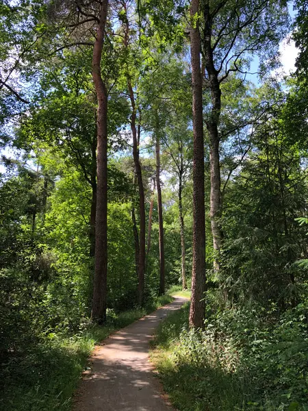 Floresta Torno Beerze Overijssel Países Baixos — Fotografia de Stock