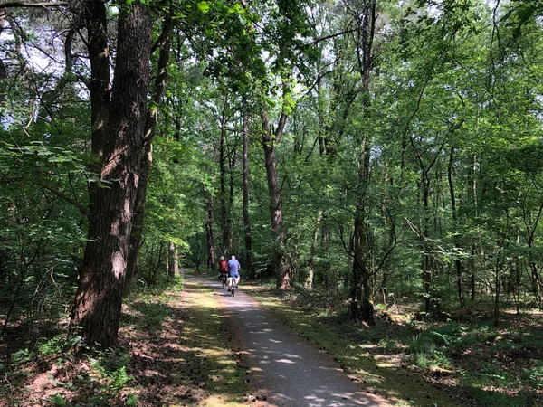 Touristen Radeln Durch Den Wald Rund Ommen Overijssel Niederlande — Stockfoto