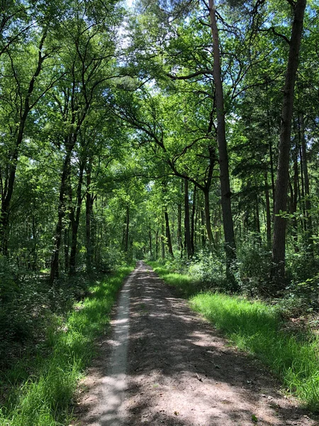 Itinéraire Vtt Forêt Autour Ommen Overijssel Pays Bas — Photo