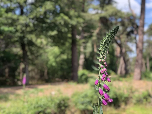 Floresta Torno Ommen Overijssel Países Baixos — Fotografia de Stock