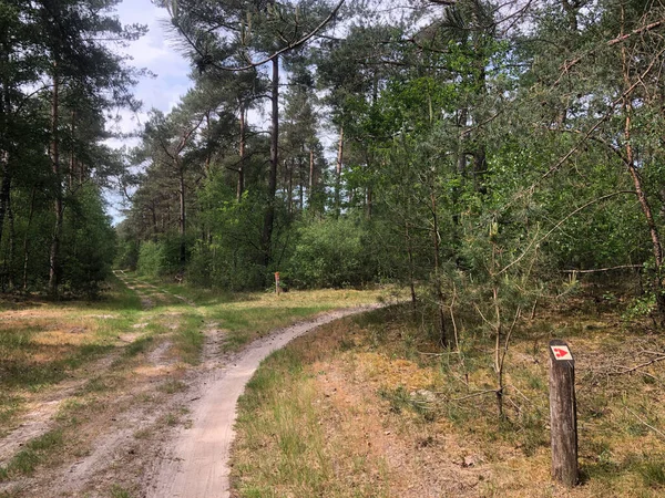 stock image MTB route sign and forest around Ommen in Overijssel The Netherlands