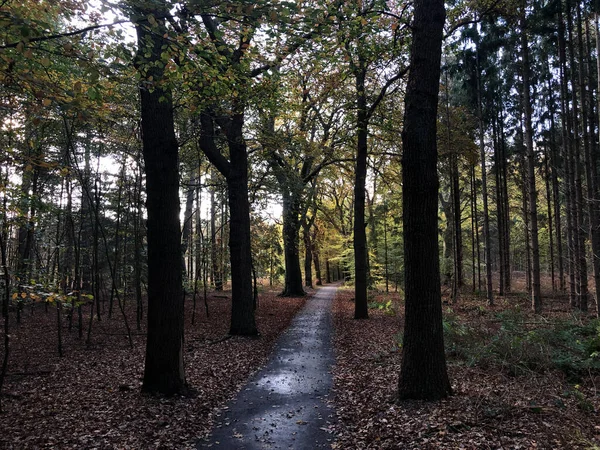 Forêt Automne Autour Oranjewoud Frise Pays Bas — Photo