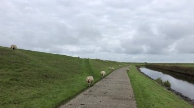 Friesland, Hollanda 'da Stavoren' de bir lezbiyenin üzerinde koyunlar