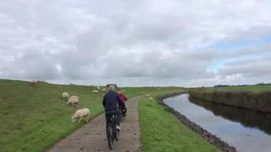 Friesland, Hollanda 'da Stavoren' de bir lezbiyenle koyun sürüsü sürüyor.