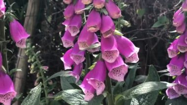 Yüksükotu çiçeğindeki yaban arısı