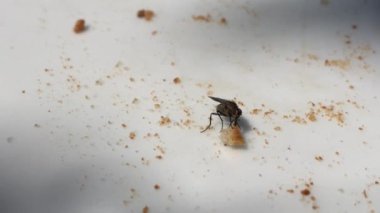 Tabaktaki tatlıdan sinekler yiyor.
