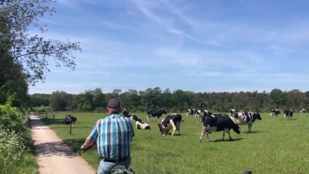 アチャテルフックの牧草地で牛が通過する自転車に乗っている高齢者のグループ ゲルダーラントオランダ — ストック動画