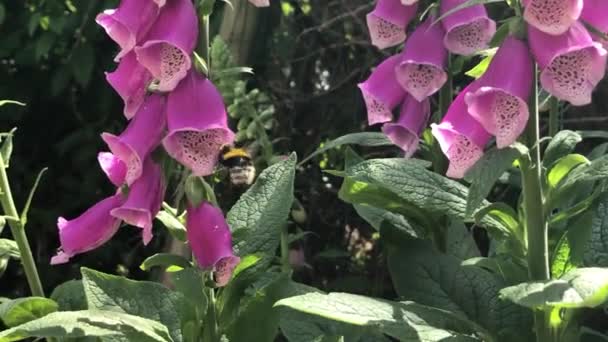 Hommel Een Voshandschoen Bloem — Stockvideo