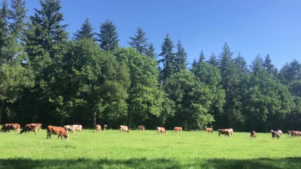 Krávy Lese Overijssel Nizozemsko — Stock video