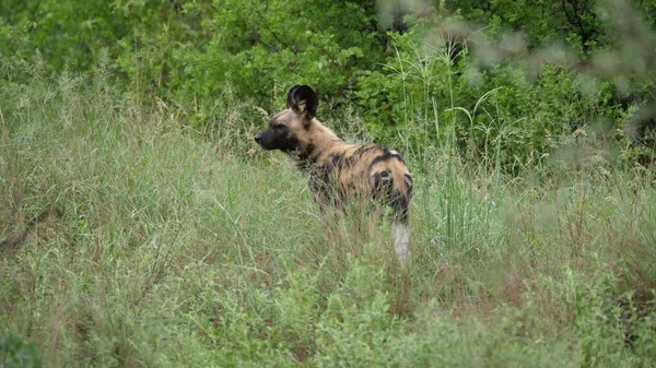 Vahşi Köpek Botswana Daki Nxai Pan Bakıyor — Stok fotoğraf