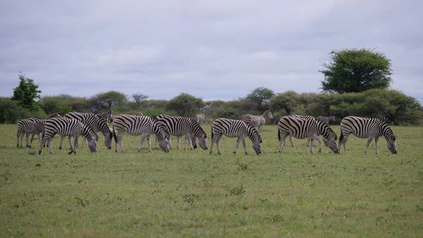 Herd Van Zebra Grazen Bij Nxai Pan Botswana — Stockfoto