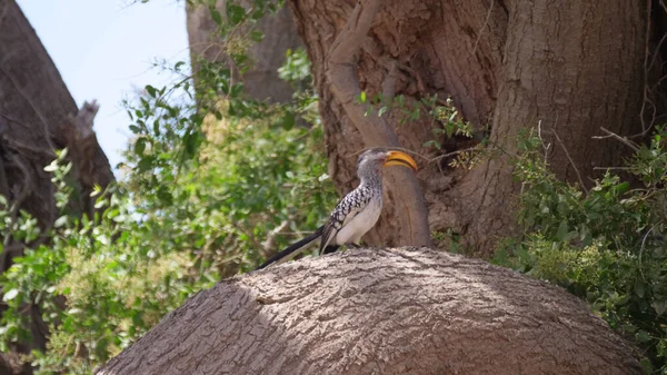 나무에 아프리카의 뿔뿌리새 — 스톡 사진