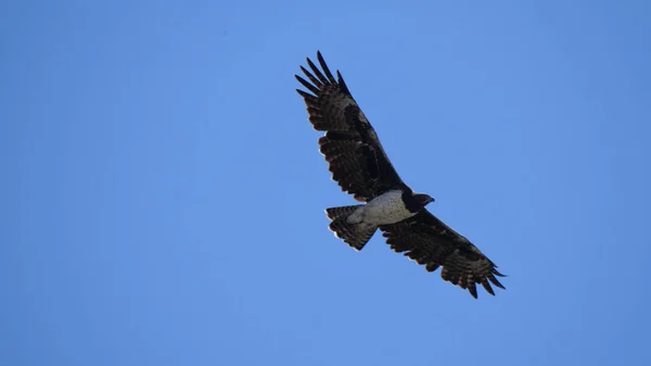 Martial Eagle Flying Khaudum National Park Namibia — Stock Photo, Image