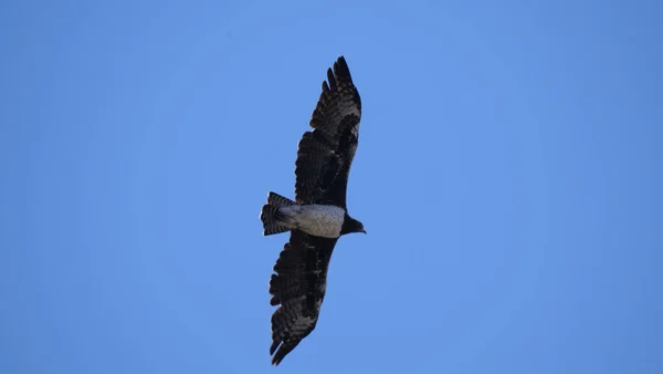 Águila Marcial Volando Parque Nacional Khaudum Namibia —  Fotos de Stock