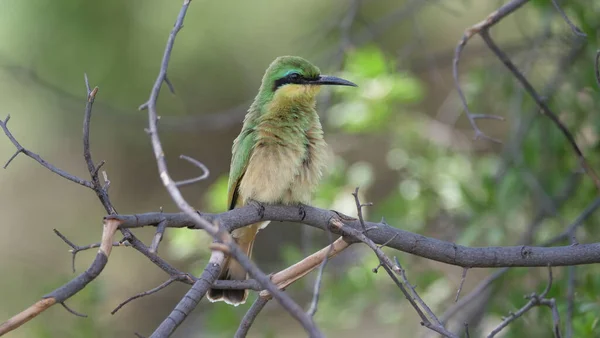 Svälj Tailed Bee Eater Trädgren — Stockfoto