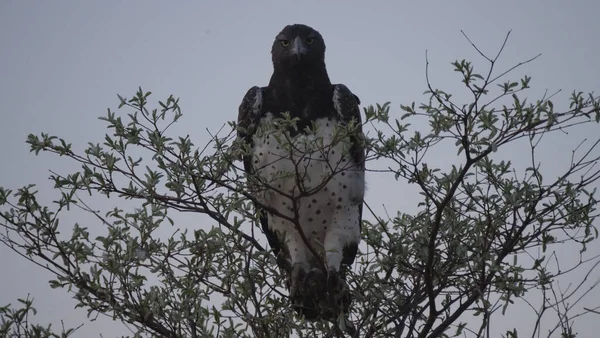 Águila Marcial Árbol Parque Nacional Khaudum Namibia — Foto de Stock