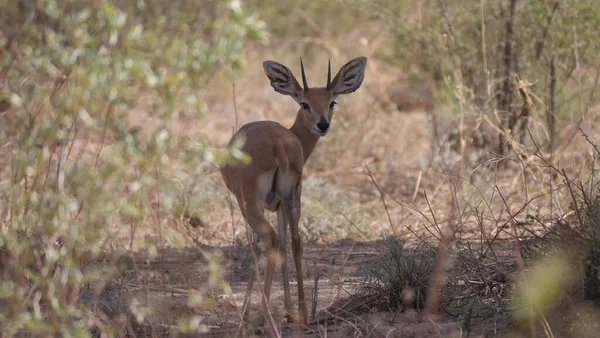 Steenbok Mira Hacia Atrás Área Concesión Naye Naye Namibia — Foto de Stock