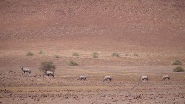 Namibya 'da kuru bir ovada bir mücevher sürüsü.