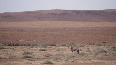 Namibya 'daki Purros' un etrafındaki kuru bir ovada yalnız bir mücevher.