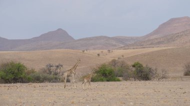 Anne ve bebek zürafa Namibya 'da Orupembe' nin kuru bir ovasında birlikte.