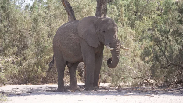 Ensam Elefant Går Skuggan Ett Träd Namibia — Stockfoto