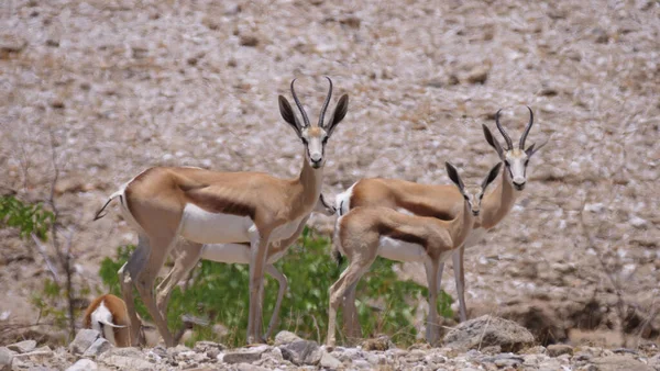 Manada Springbok Una Sabana Seca Alrededor Purros Namibia — Foto de Stock