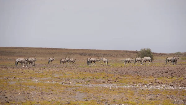 Manada Gemsbok Una Sabana Seca Namibia — Foto de Stock