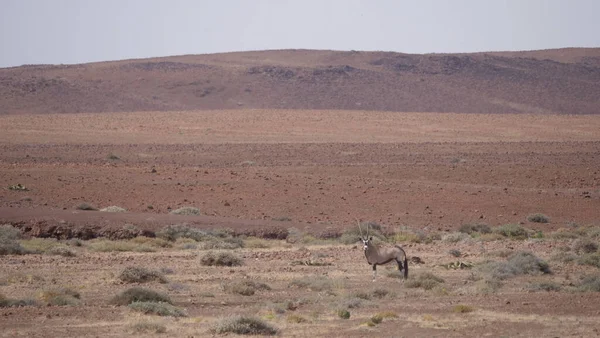 Gemsbok Solitario Una Sabana Seca Alrededor Purros Namibia — Foto de Stock