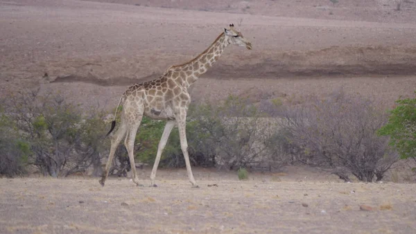 Ensam Giraff Går Den Torra Savannen Orupembe Namibia — Stockfoto